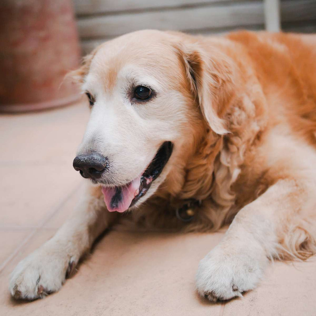 10 Small Changes That Make a Big Difference for Aging Dogs