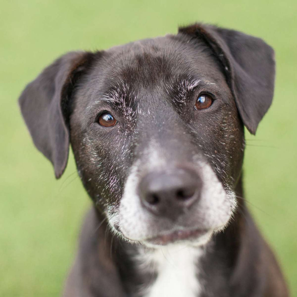 Retraining Your Senior Dog: Yes, Old Dogs Can Learn New Tricks