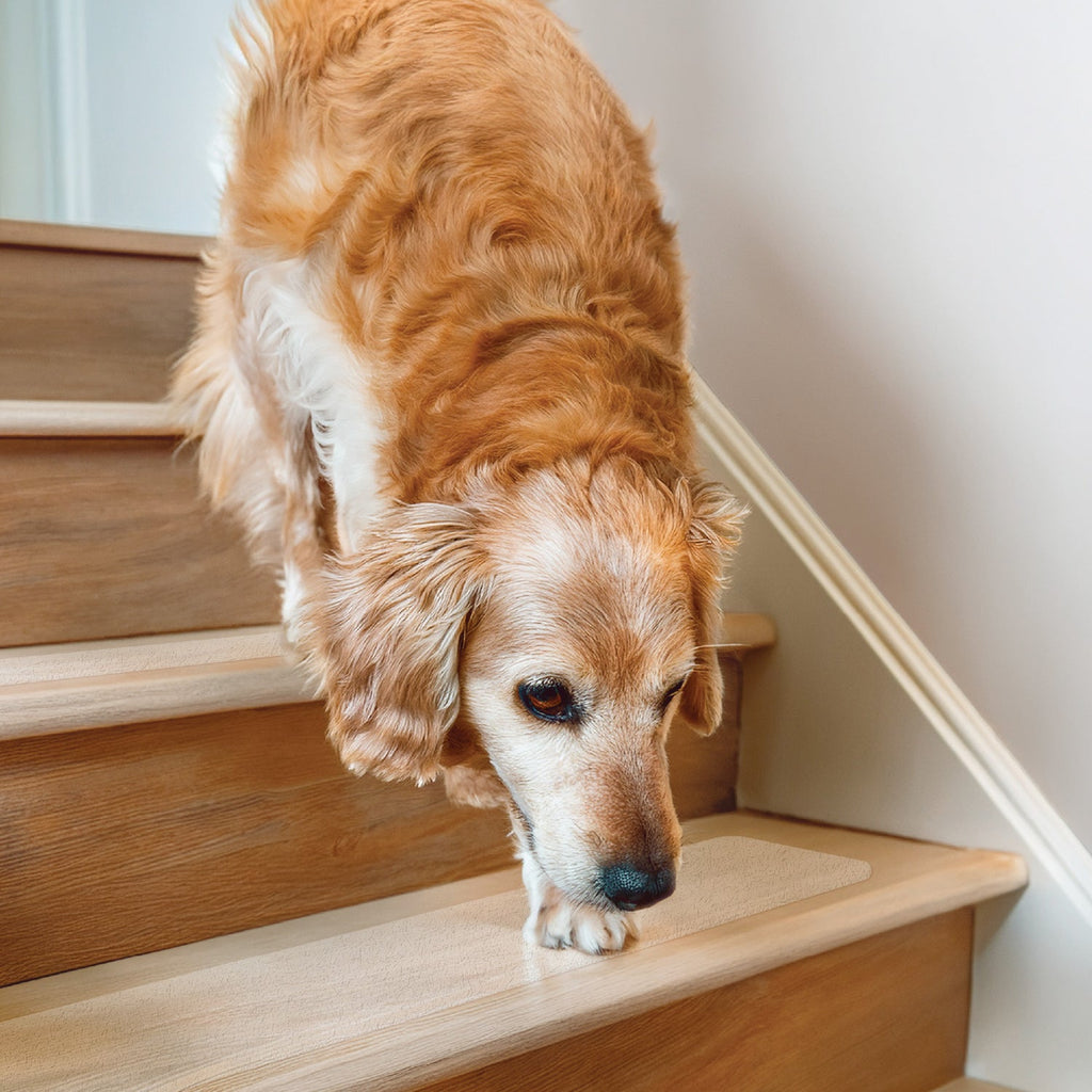 Top 5 Flooring Fixes to Instantly Improve Your Senior Dog’s Traction