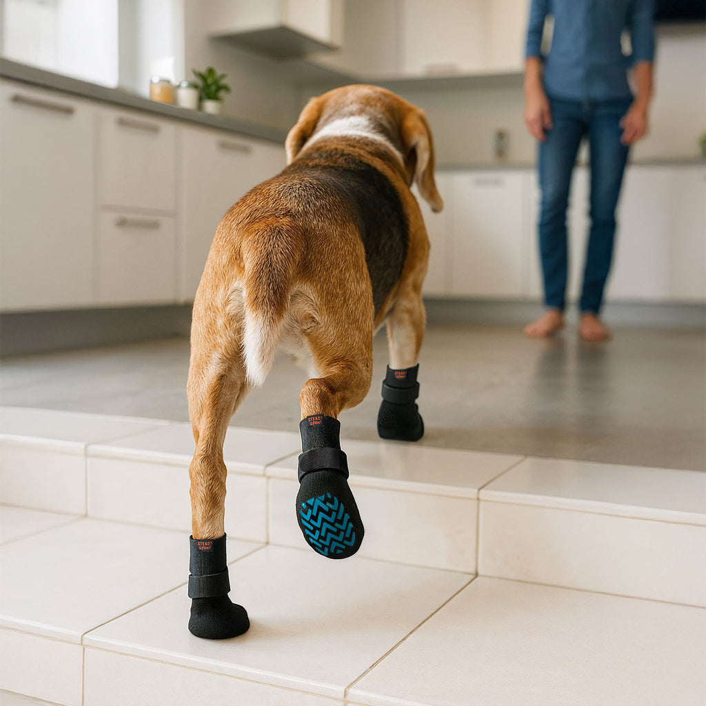A beagle walks up white tiled steps towards it's owner with the Steady Paws Anti-Slip Dog Socks in focus - they have a velcro adjustable strap and blue grip traction all over the bottom of the socks.