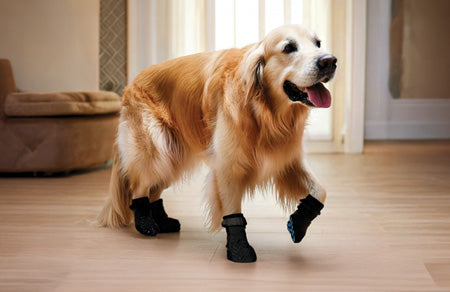 Senior dog walking confidently on hardwood floor wearing Steady Paws anti-slip socks designed for stability and comfort.